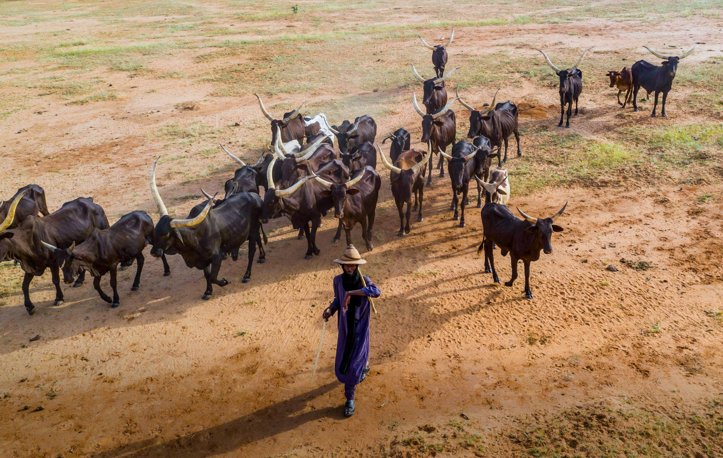 drone shot of Fulani herder with cattle