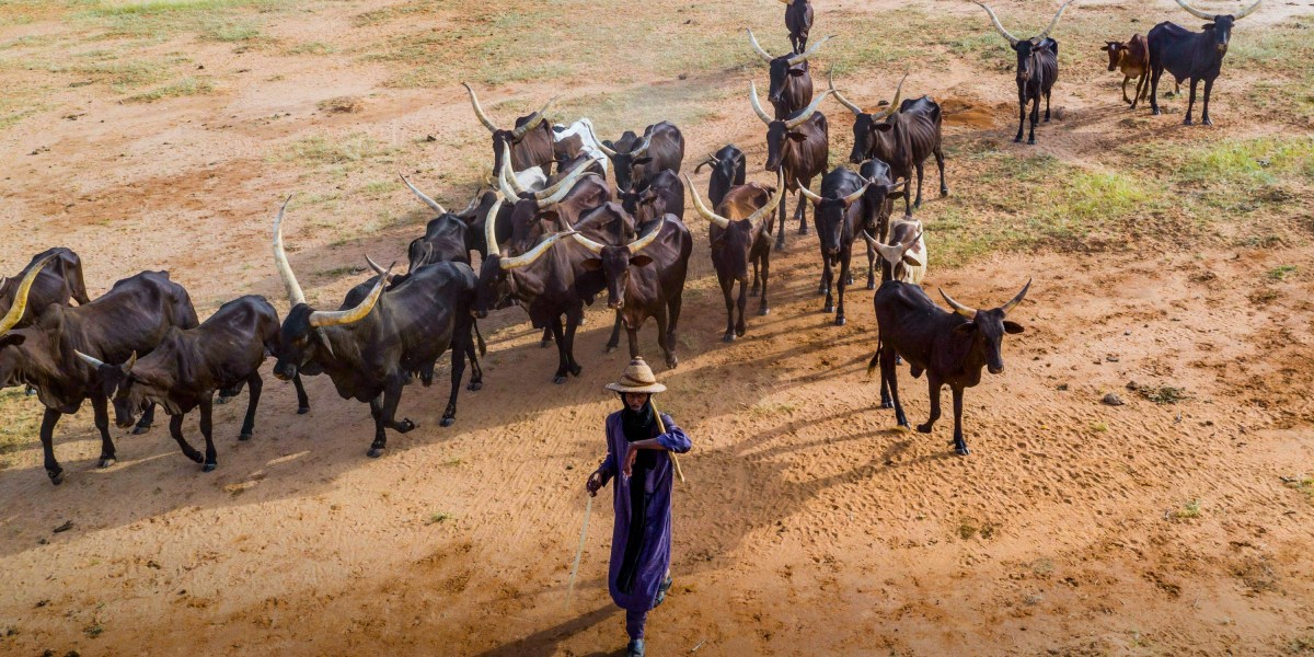 The tech that helps these herders navigate drought, battle, and extremists