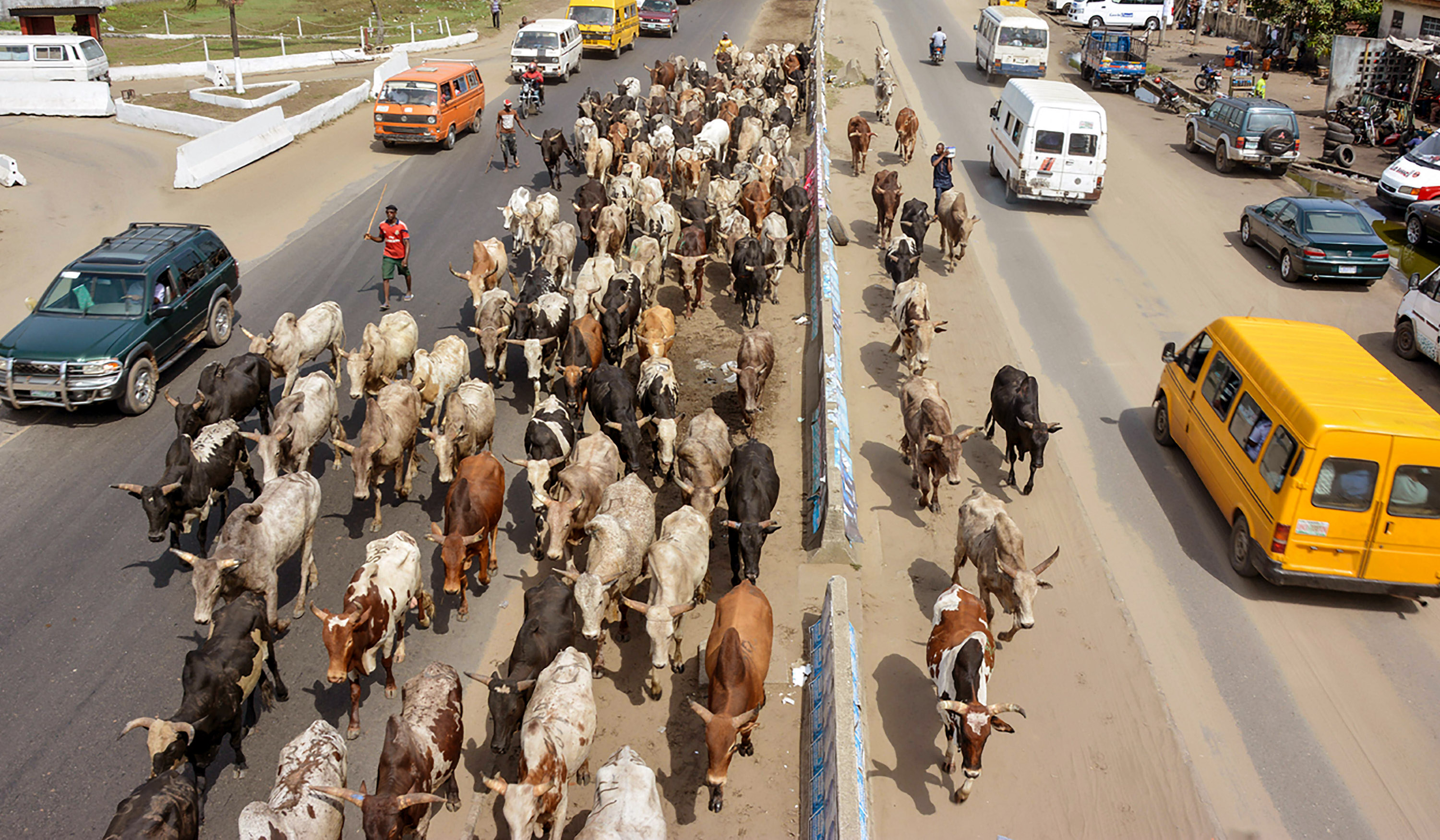 Herders driving cattle along Badagry-Mile 2 Express Road, Lagos Nigeria.