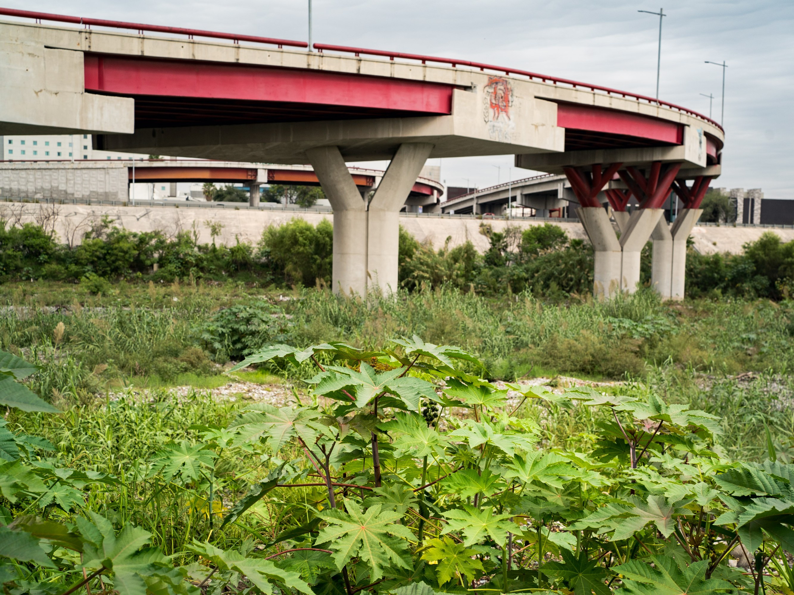 overgrowth in the area below an overpass