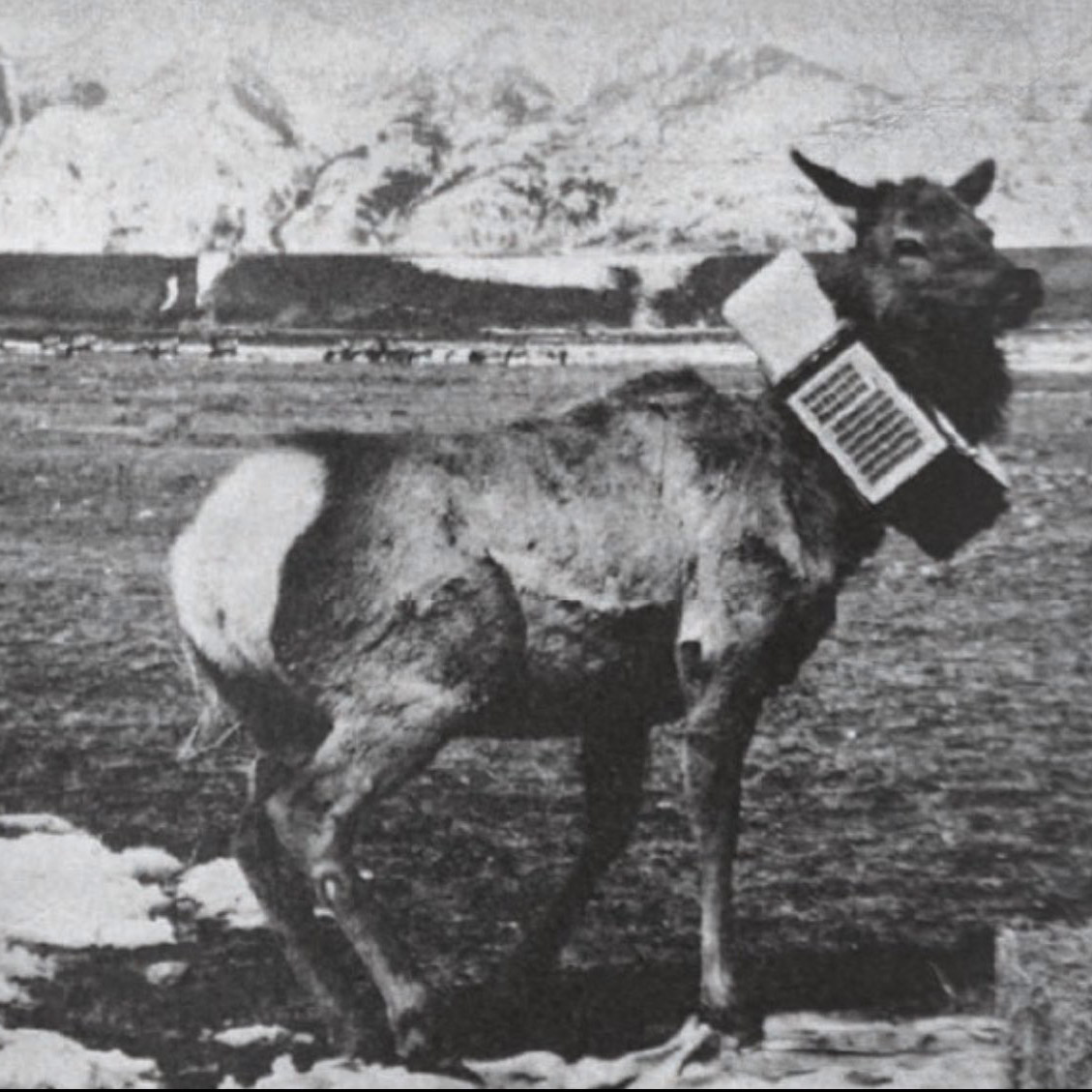 Monique the Elk with a transmitter collar around her neck