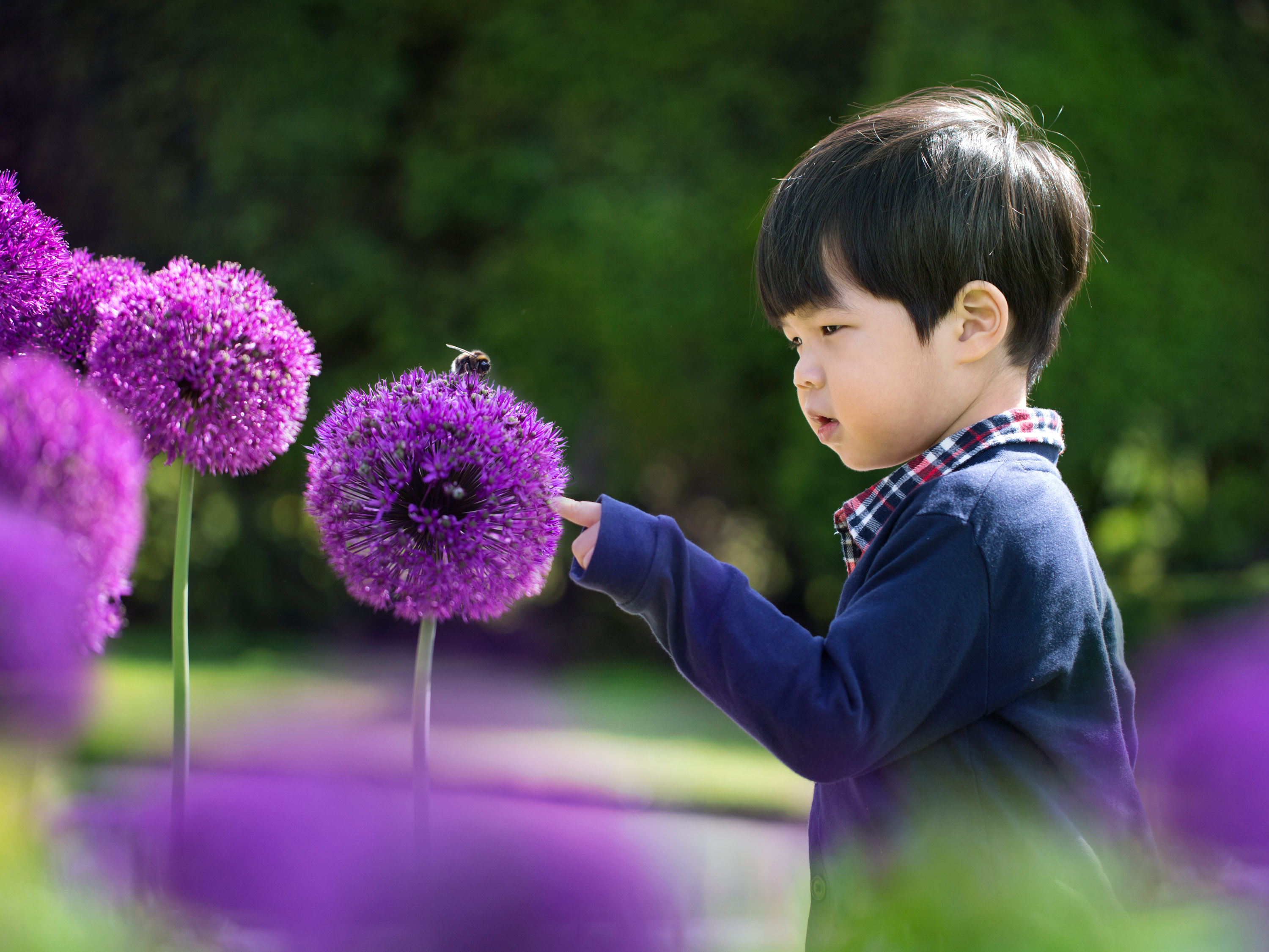 Asian toddler boy touching a spherical purple flower on which a bee is resting.