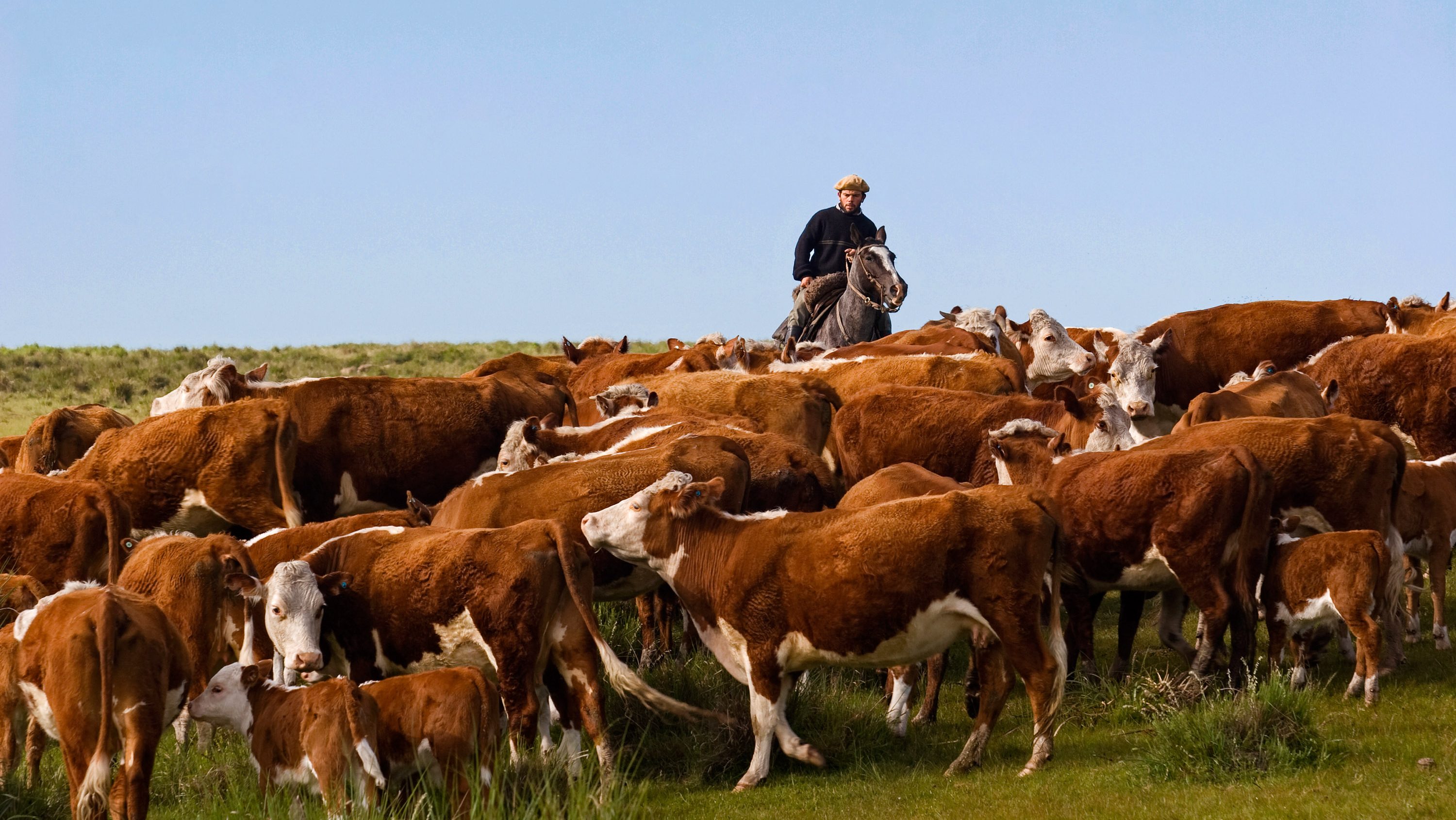 Cows at pasture watched by a man on a horse in Uruguay