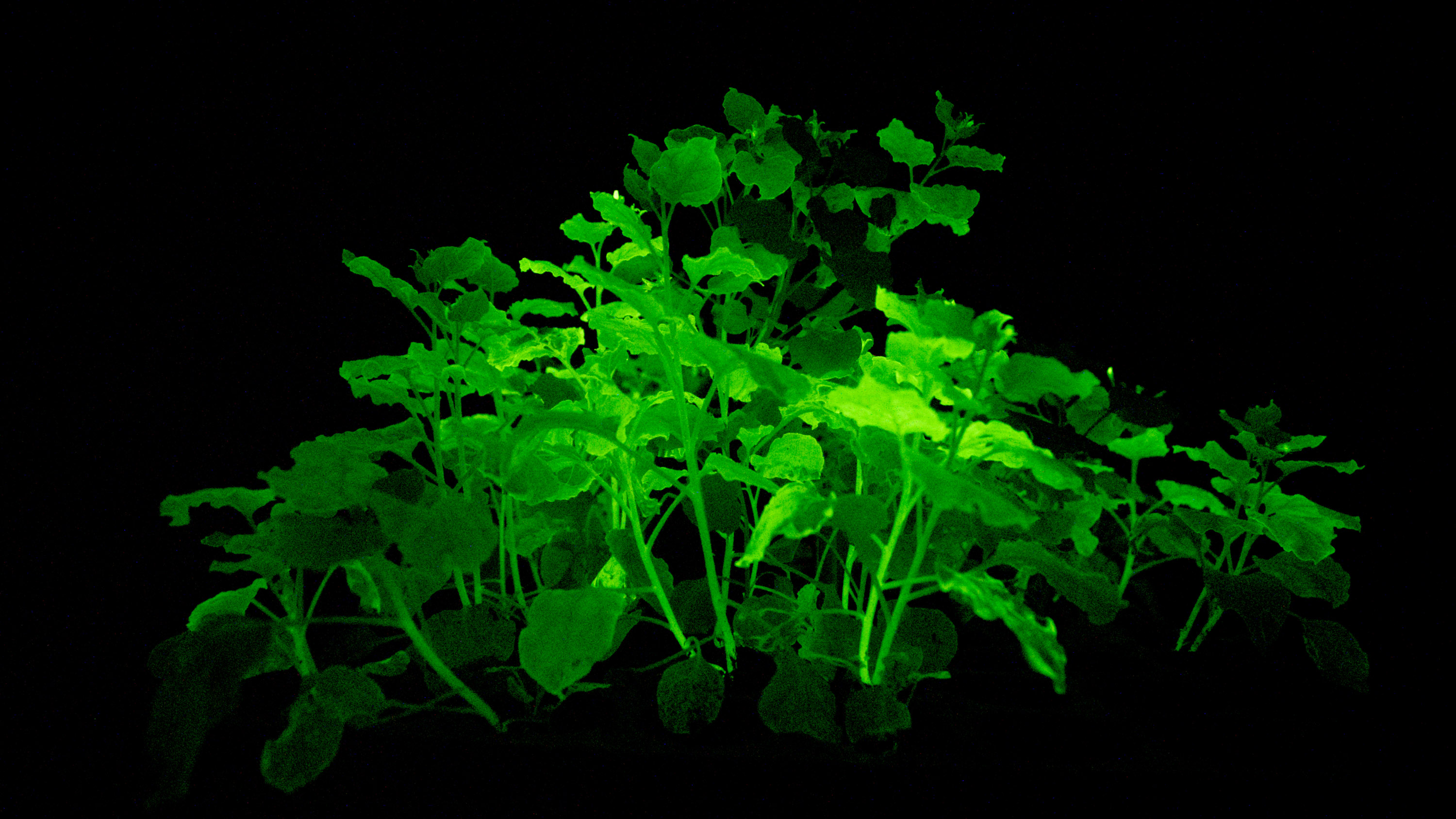 Light-Bio-glowing-plants-side-view.jpg?w