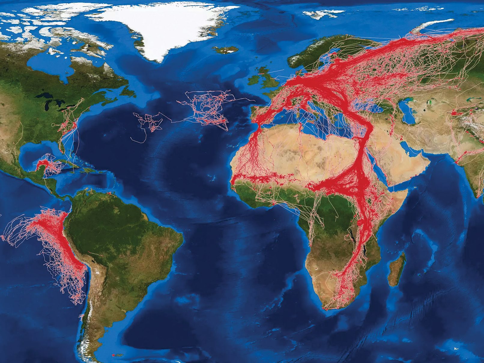 map of the earth with flight pattern of tracked birds shown in red