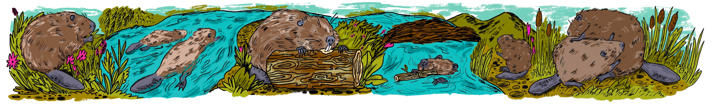 long scene of beavers in a natural environment swimming, chewing wood and grooming