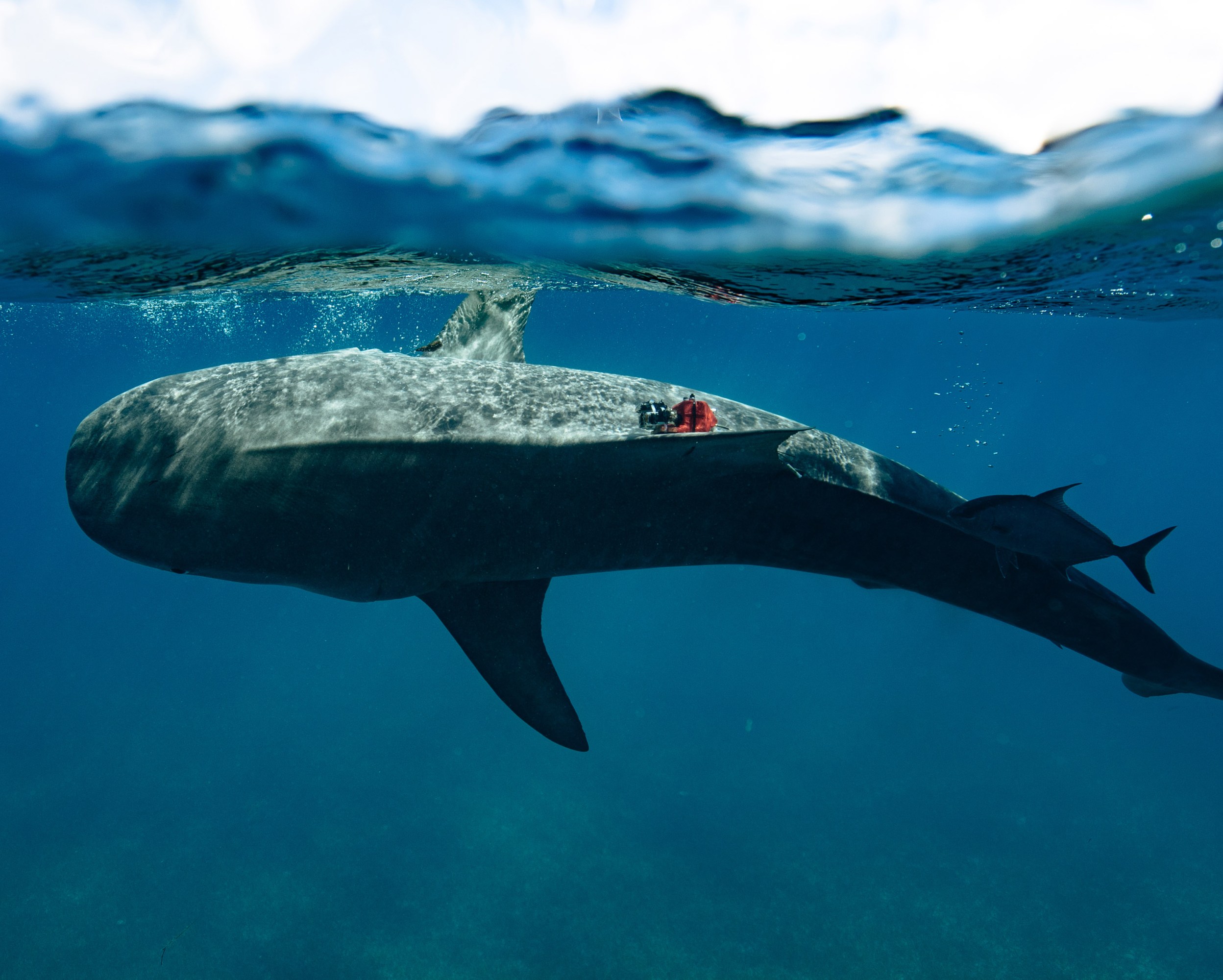 Un tiburón tigre visto bajo el agua con una cámara en el flanco.