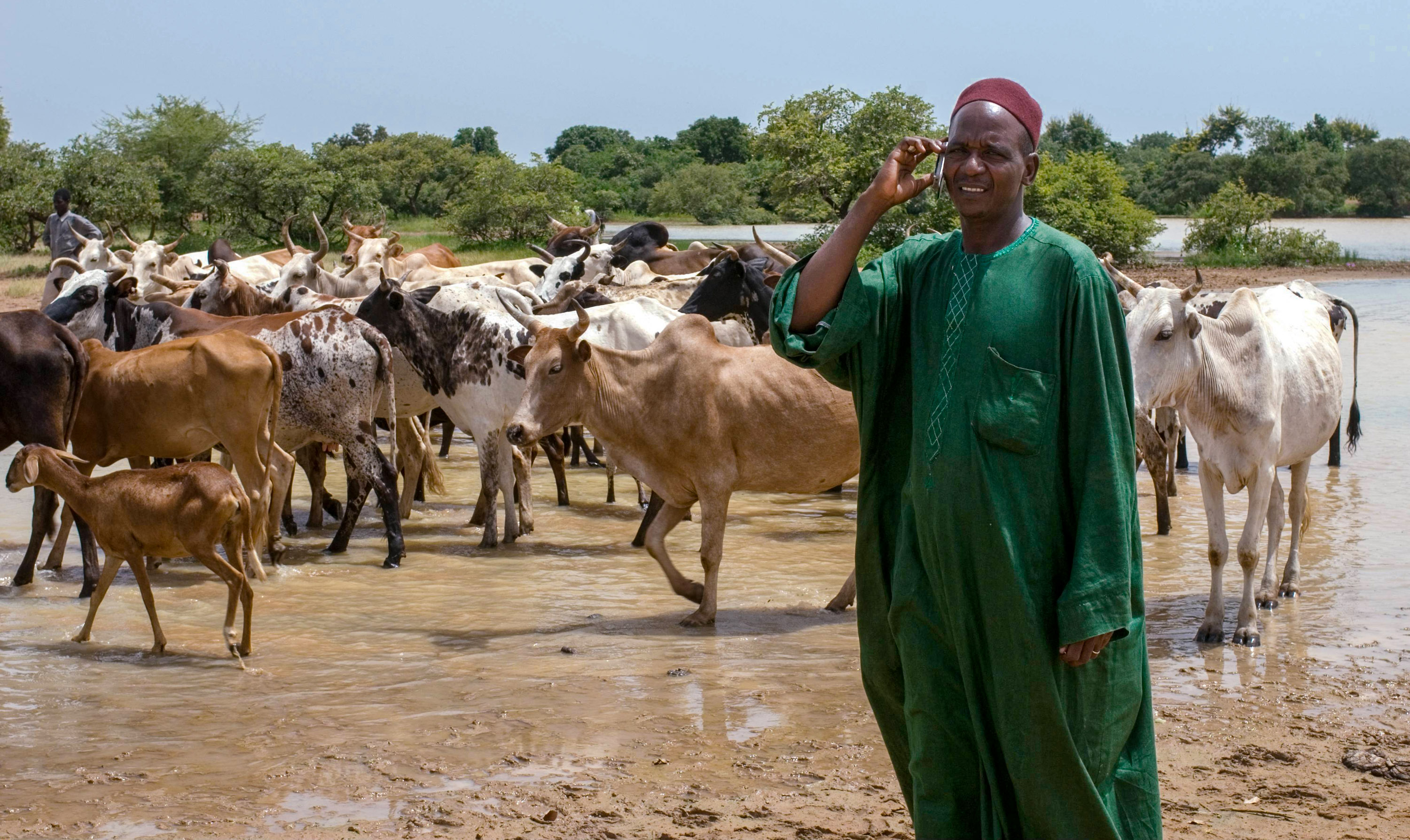 Fulani herder dtanding near a body of water with his cattle, using his cell phone