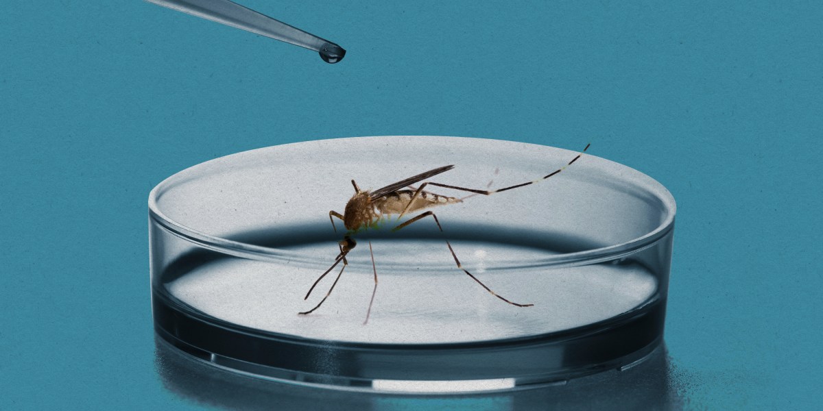 Brazil is fighting dengue with bacteria-infected mosquitos