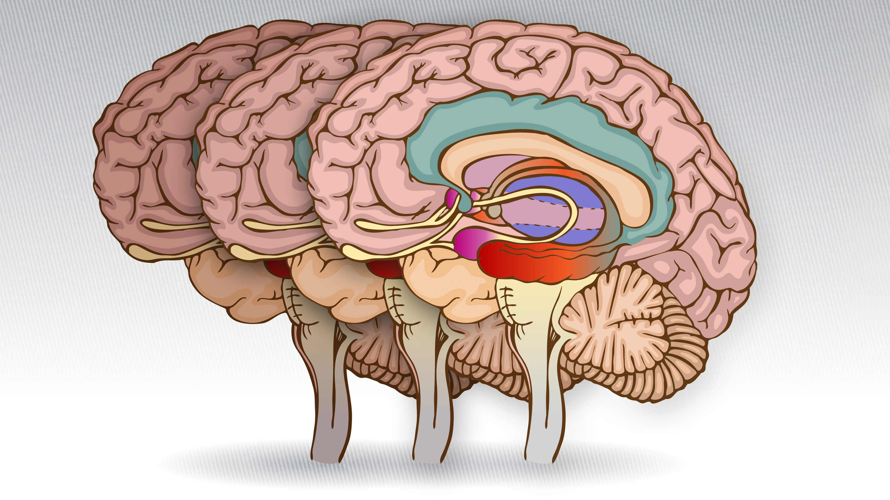 three cross-section illustrations of the brain in a row