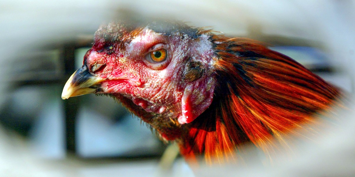 Nuevas infecciones por gripe aviar: esto es lo que necesita saber