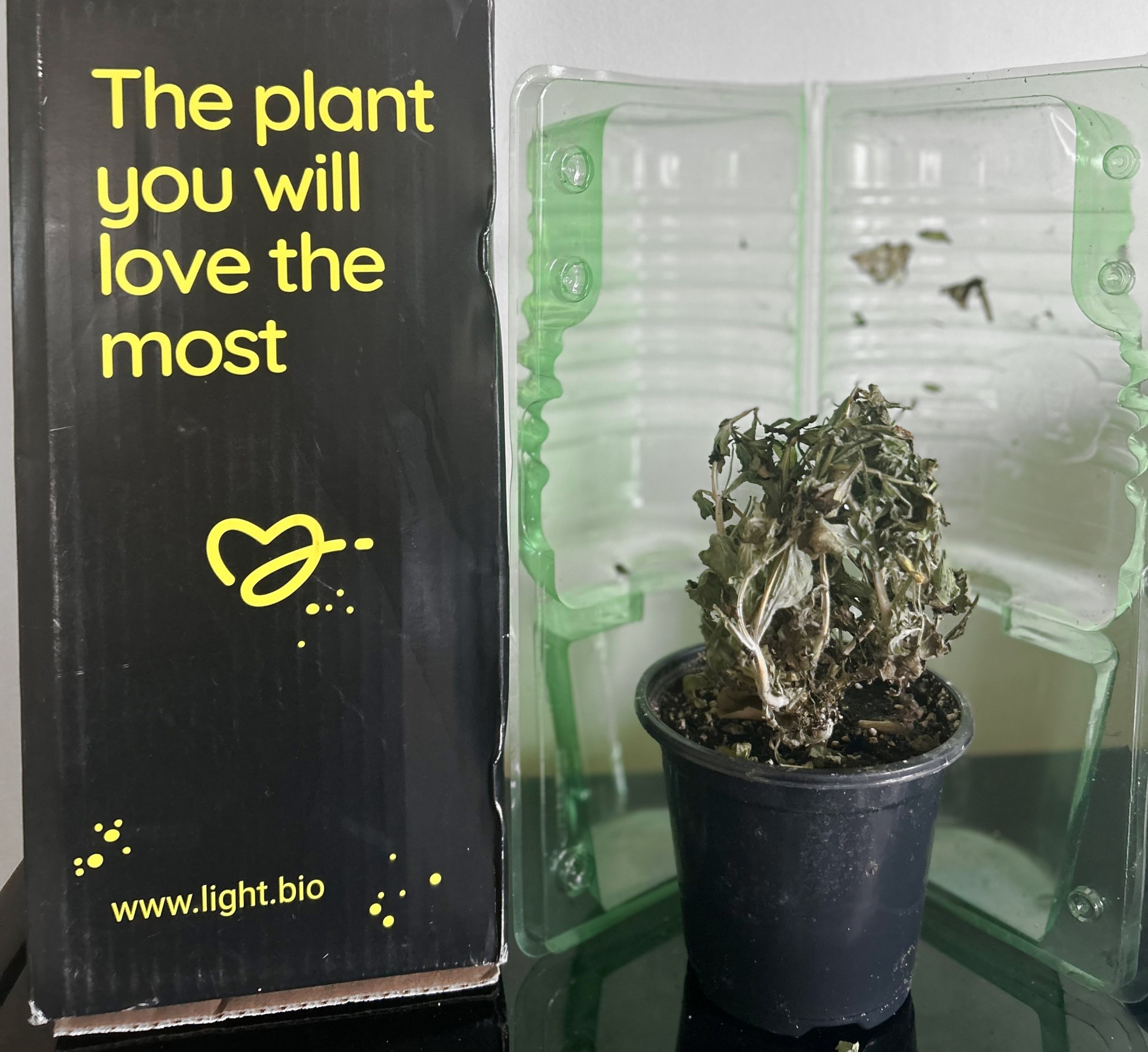 Dead potted petunia next to it's packaging, which reads 