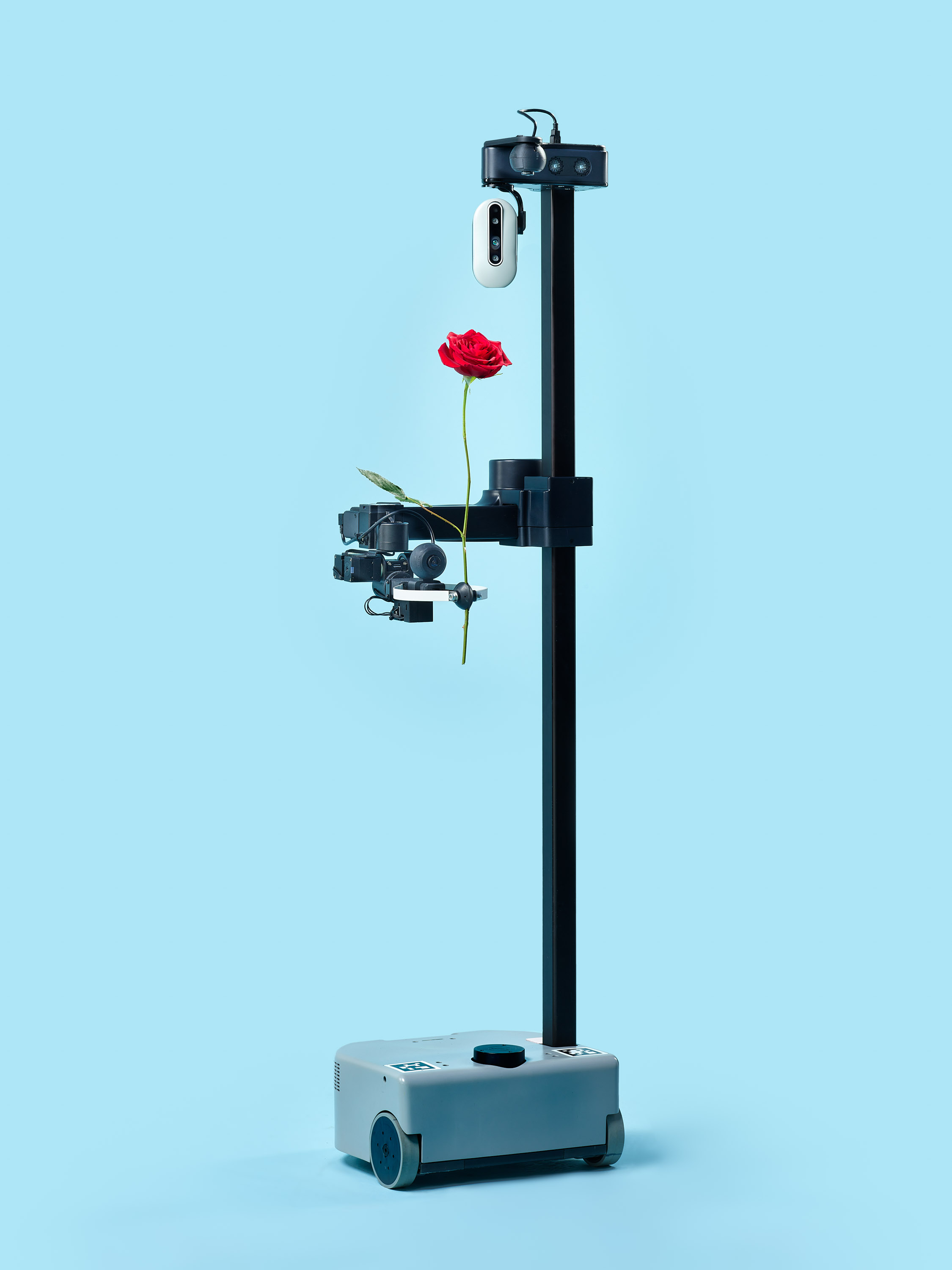 伸展机器人在其抓握器中呈现玫瑰