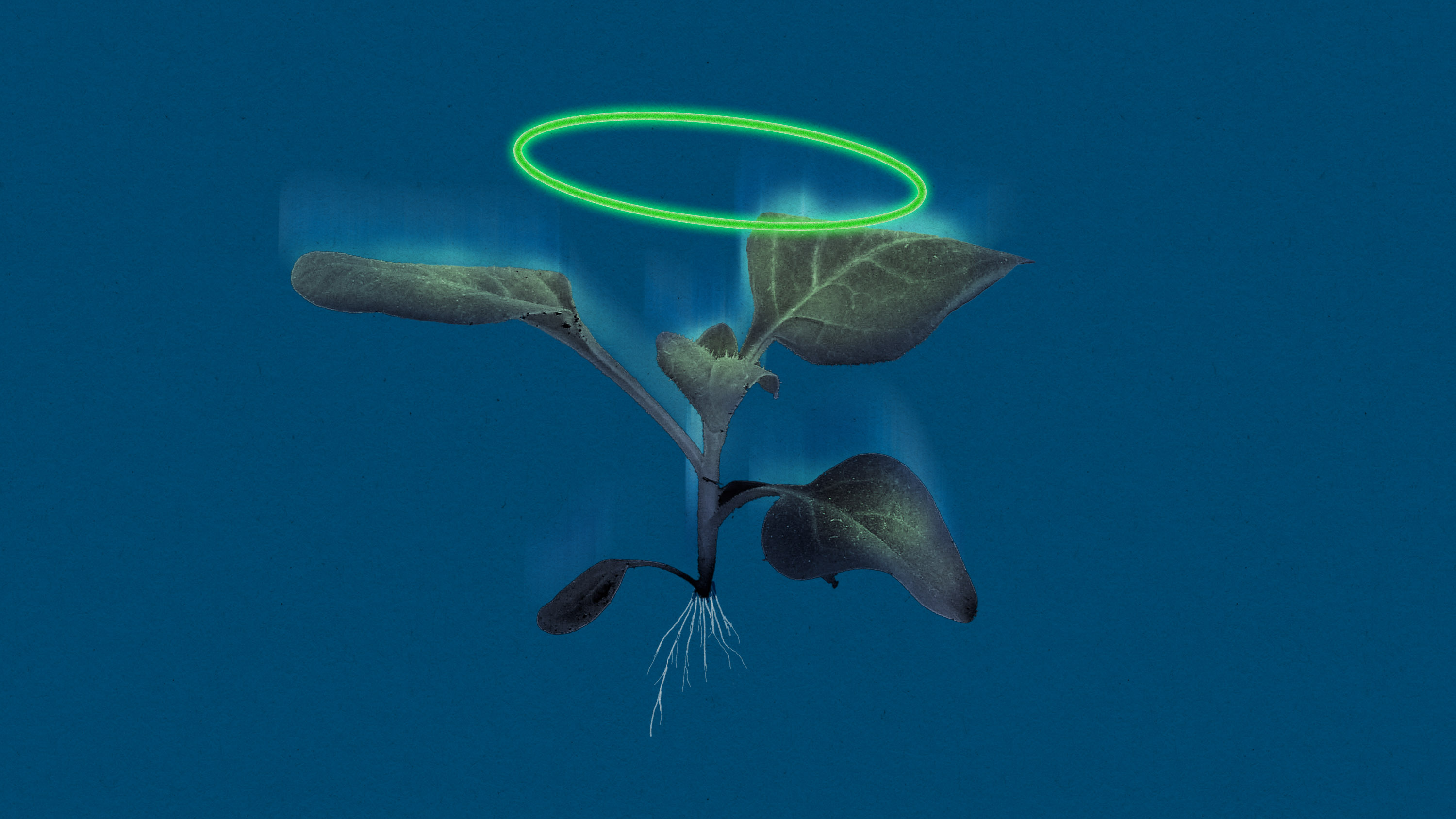 a seedling floating with a halo and its spirit leaving it