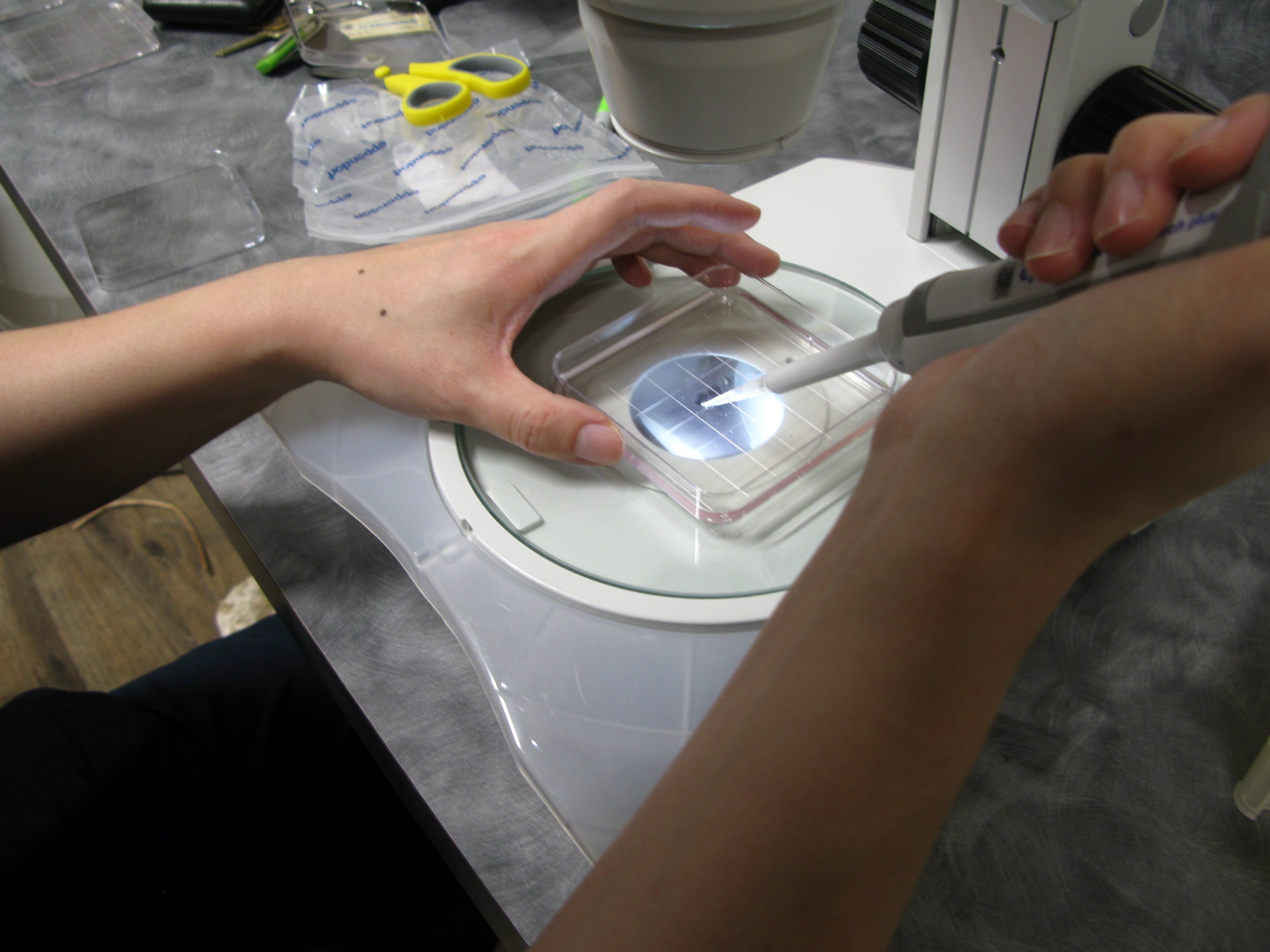 hands adding a sample to a plate with a stripetter