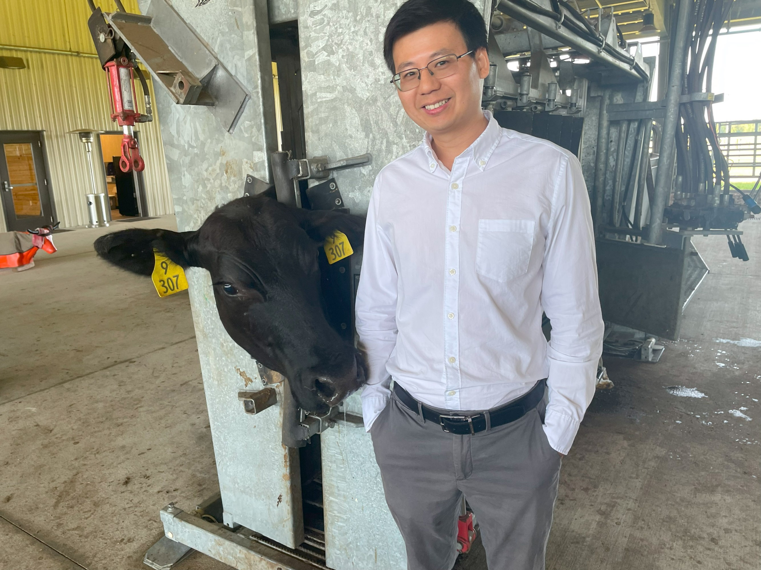 Carl Jiang con la vaca #307