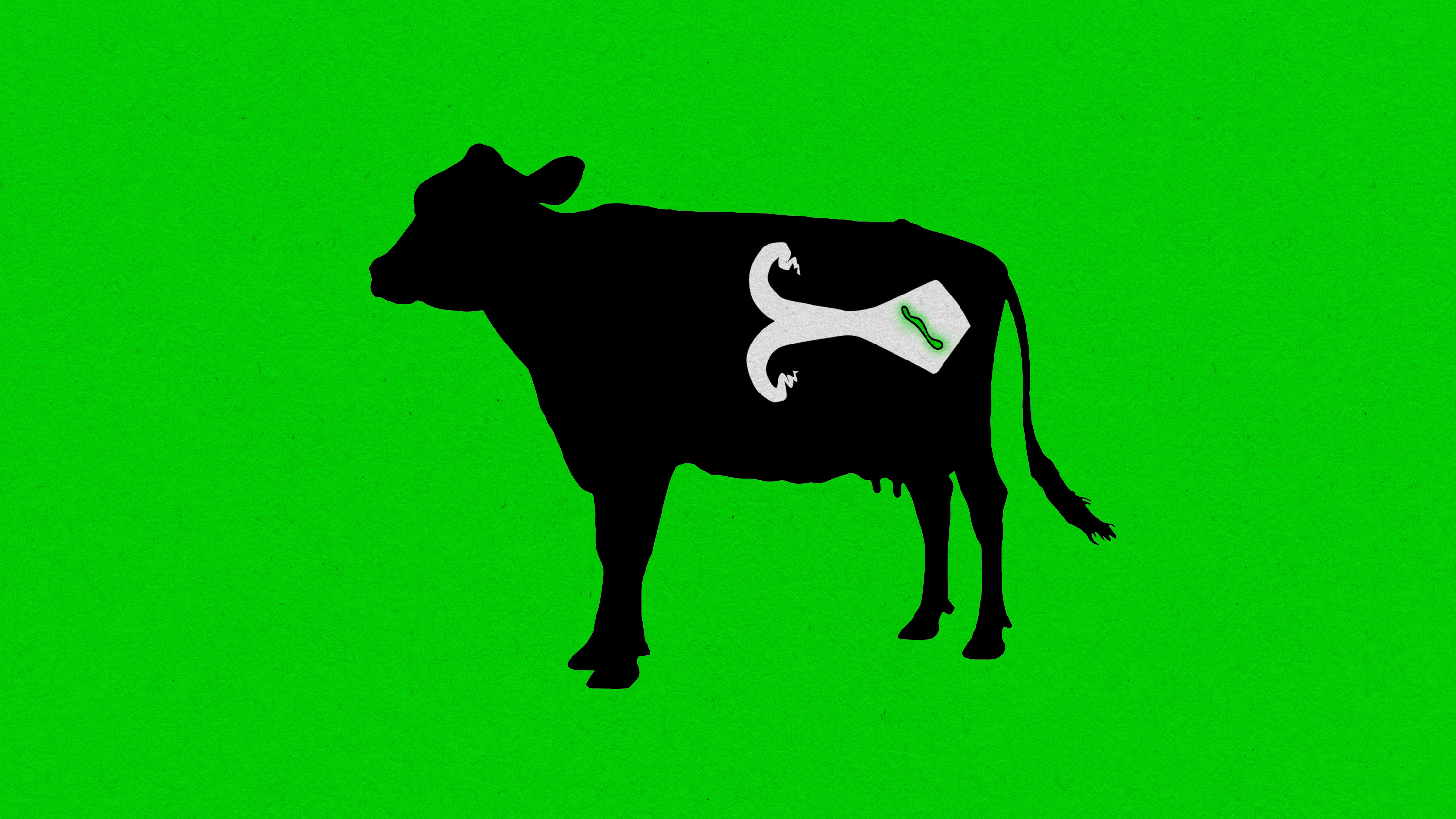cow silhouette with uterus holding a glowing embryo
