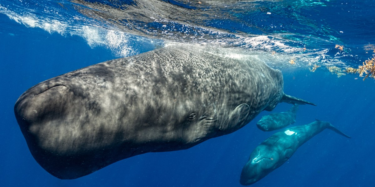 The way whales communicate is closer to human language than we realized