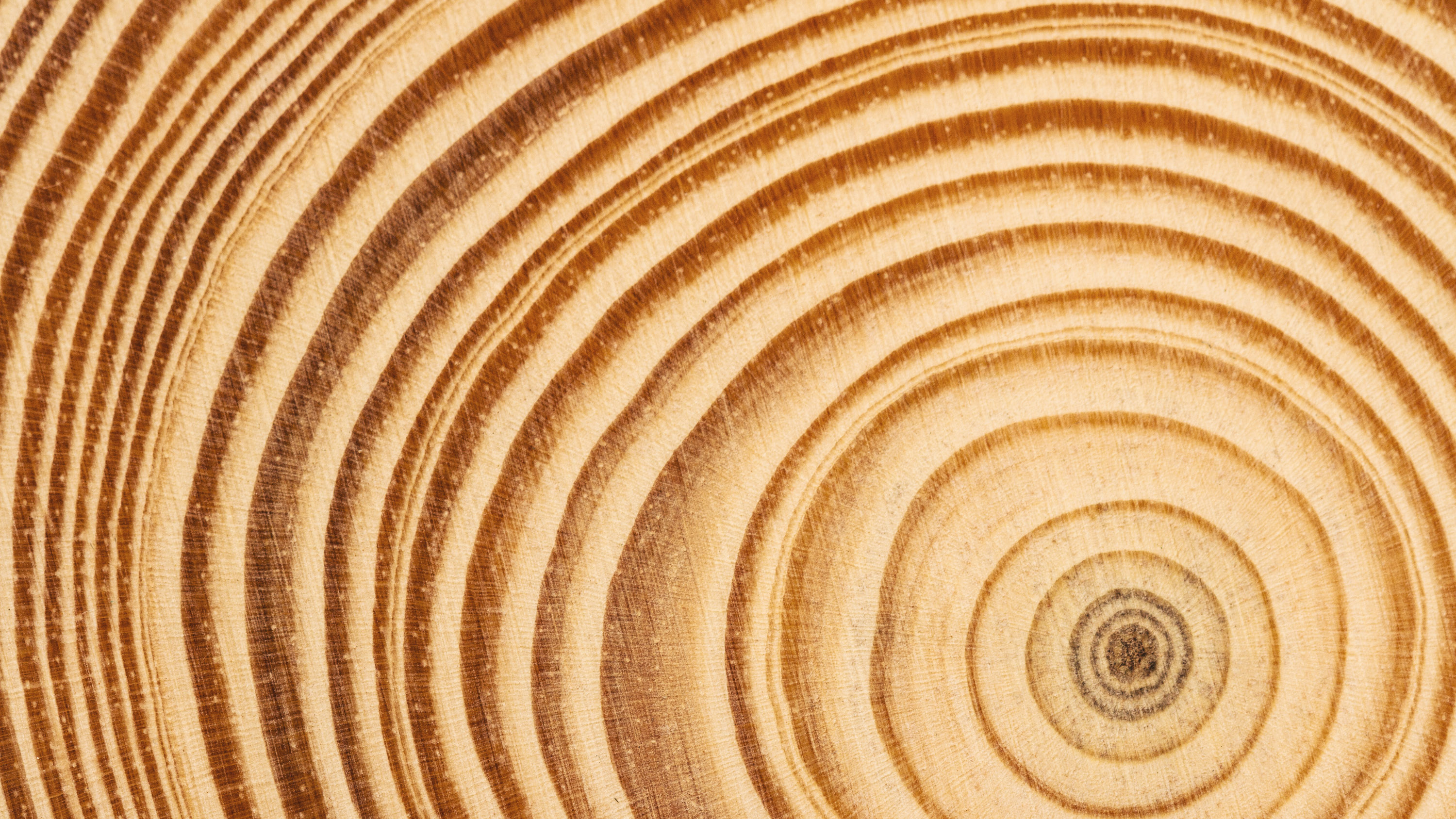 top view closeup of brown slice of freshly cut wood showing dense concentric growth rings