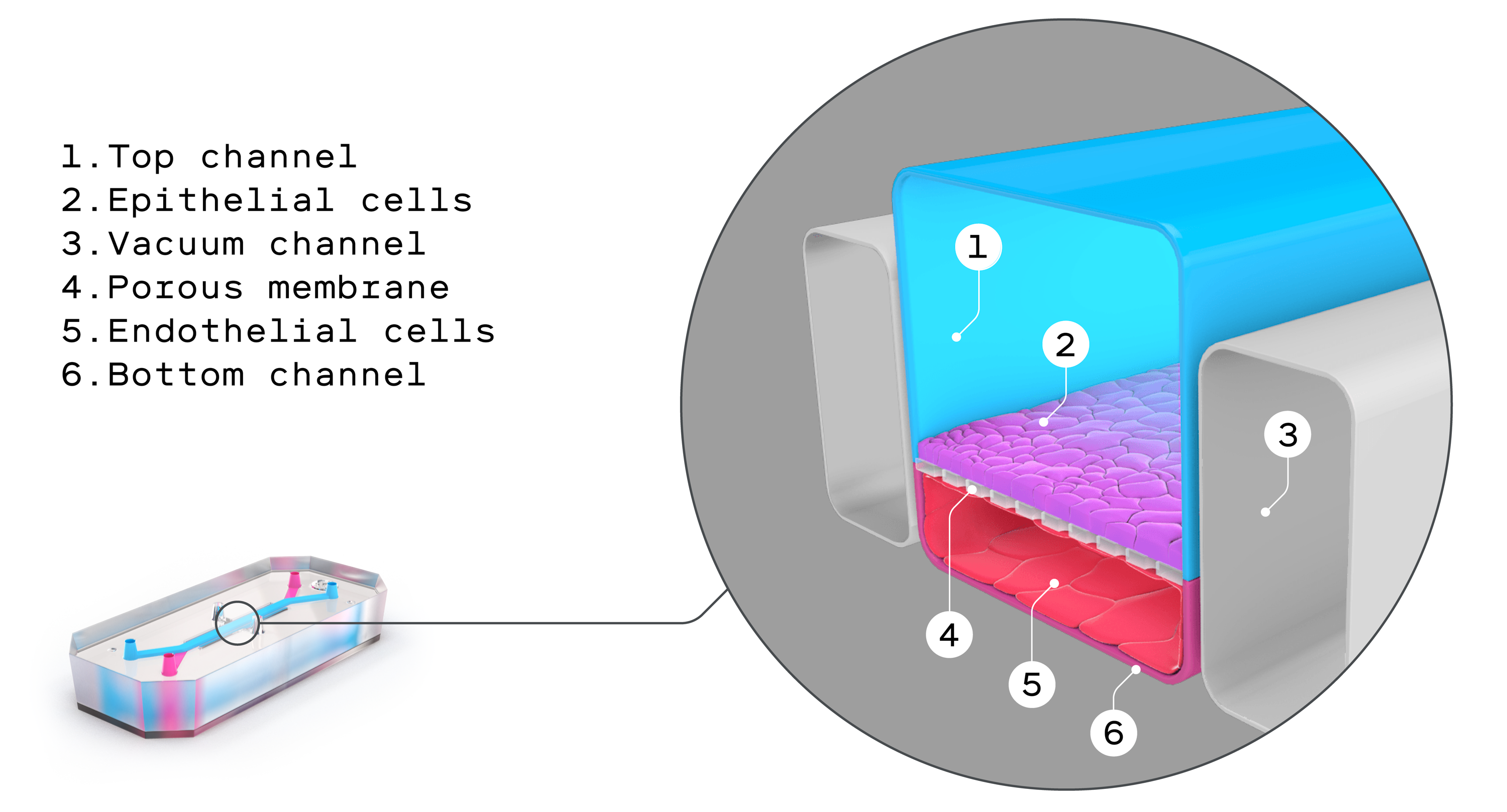 sección transversal de un chip de microfluidos con el canal superior, las células epiteliales, el canal de vacío, la membrana porosa, las células endoteliales y el canal inferior indicados.